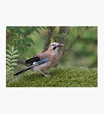 Jay - Garrulus glandarius Photographic Print