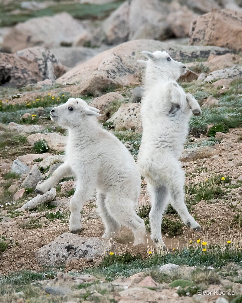 "Goat dance" by Eivor Kuchta Redbubble