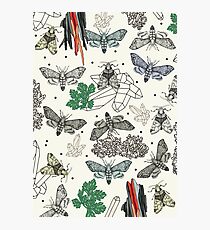 Moths and rocks. Photographic Print
