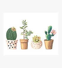 Plants Photographic Print