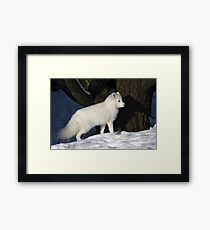 Arctic Fox. Framed Print