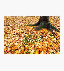 Fall Photographic Print