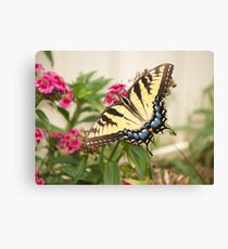 Tiger Swallowtail Canvas Print