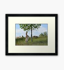 Goat climbing up to eat tree leaves Framed Print