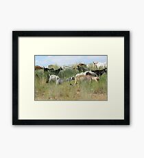Kiko Goat herd Framed Print