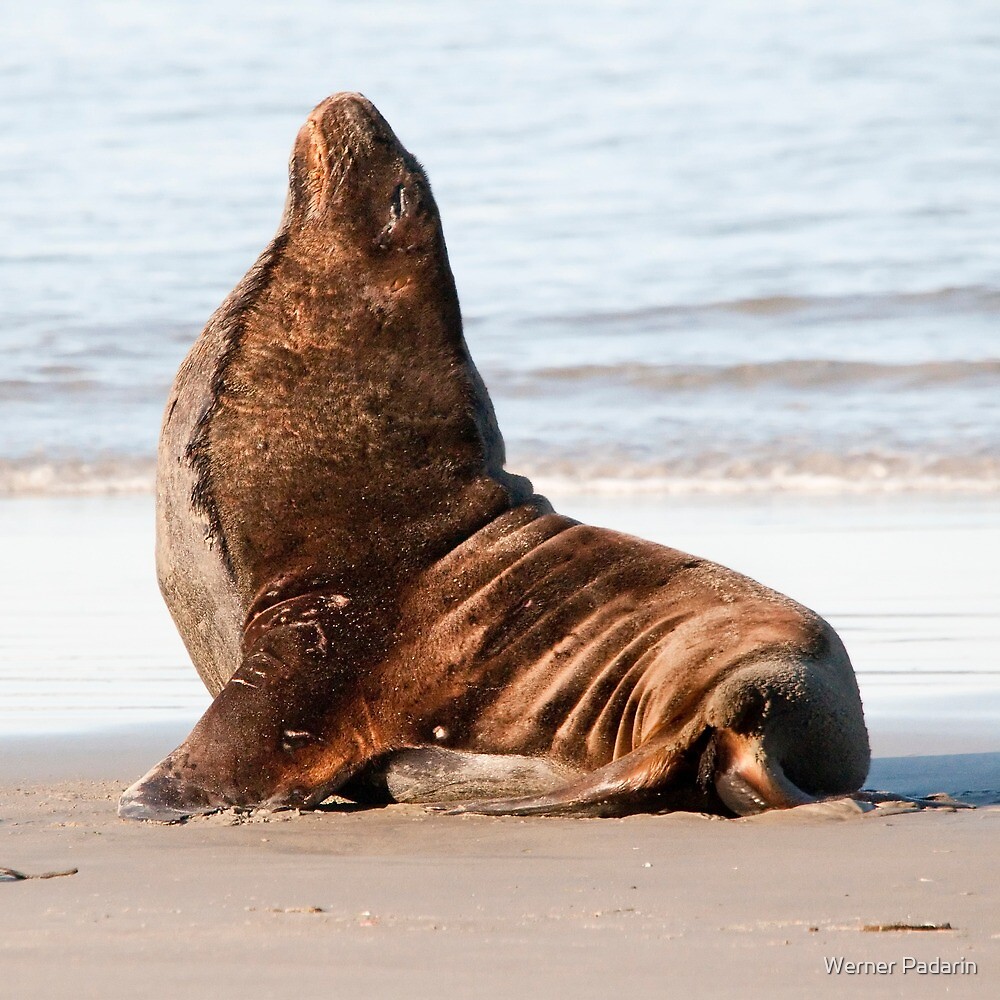 "New Zealand Sea Lion 1" by Werner Padarin | Redbubble