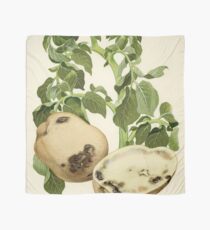 Bacterial Wilt of Potato Scarf