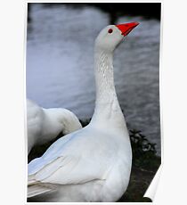 margam waterfowl Poster