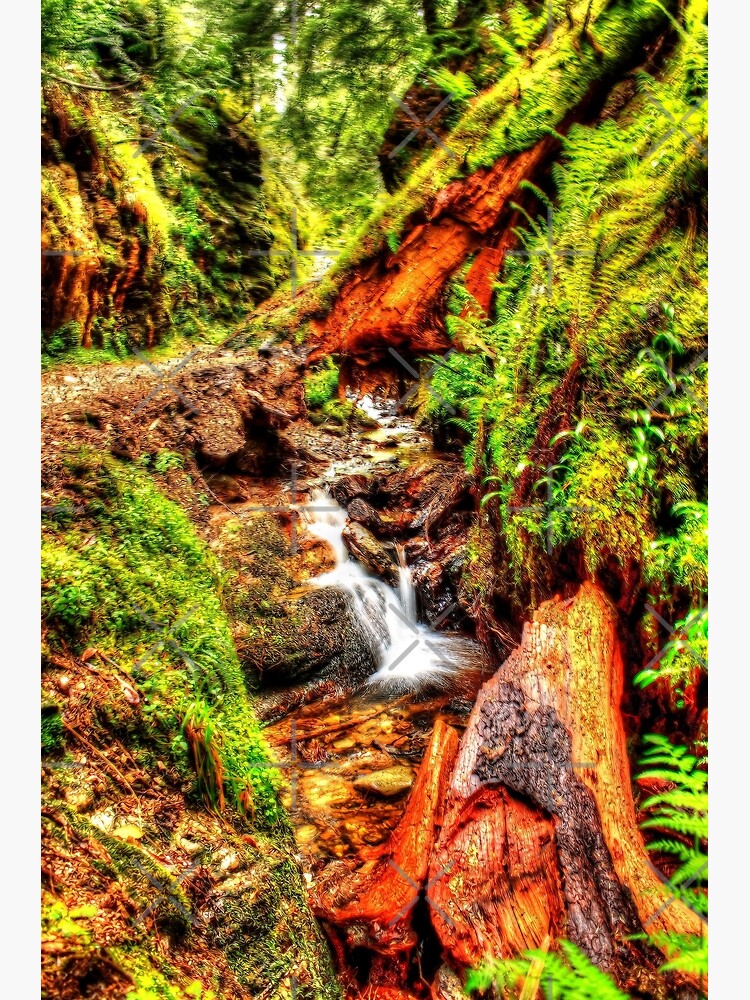 Fairy Forest by Focal-Art