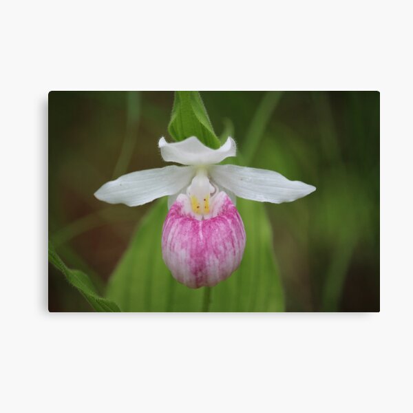 Ruby Slipper Canvas Print
