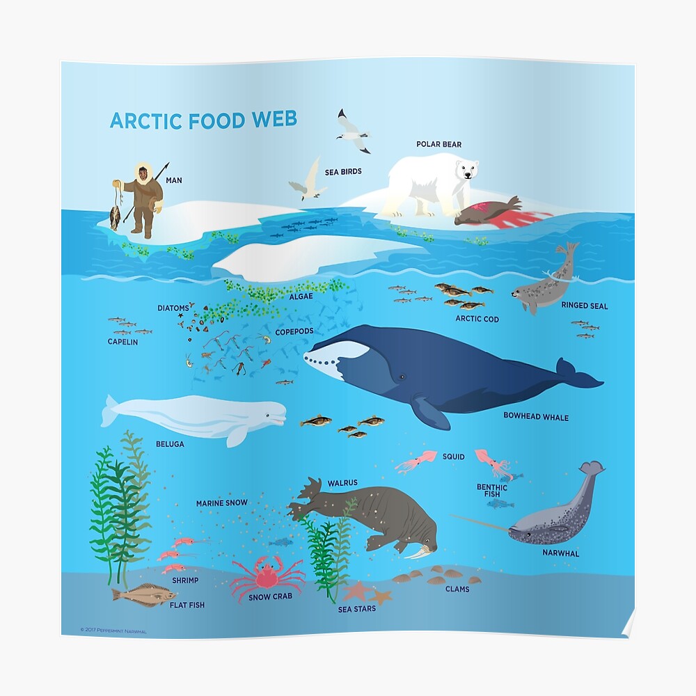 Arctic Food Web Poster By PepomintNarwhal Redbubble   Poster,840x830,f8f8f8 Pad,1000x1000,f8f8f8.u5 