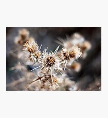spike Photographic Print