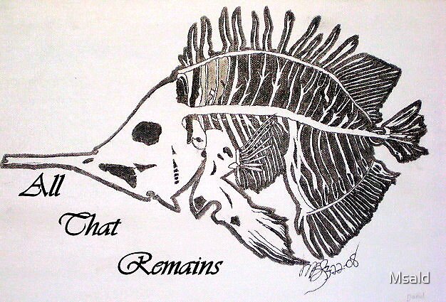 "Sunfish Skeleton " by Msald | Redbubble