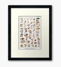 Mushrooms Framed Print