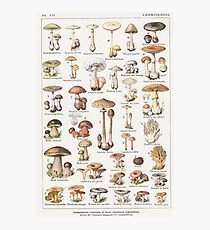Mushrooms Photographic Print