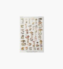 Lámina de exposición Hongos