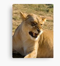 Snarl. Canvas Print