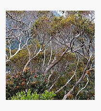 Only Natural Photographic Print