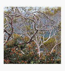 Only Natural II Photographic Print