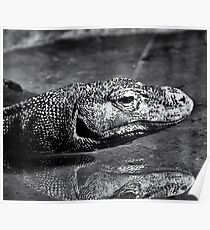 Komodo Poster