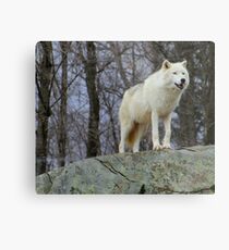 Arctic Wolf Watching Metal Print