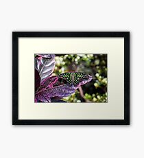 Tailed Jay Framed Print