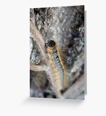 Caterpiller Greeting Card