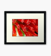 Red Raw Framed Print