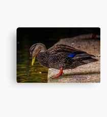 Wet Bill Canvas Print