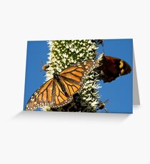 Blackboy, Butterflies & Bees - Mount Barker Summit Greeting Card
