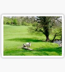 Sheep Bridge! at Thorpe Sticker