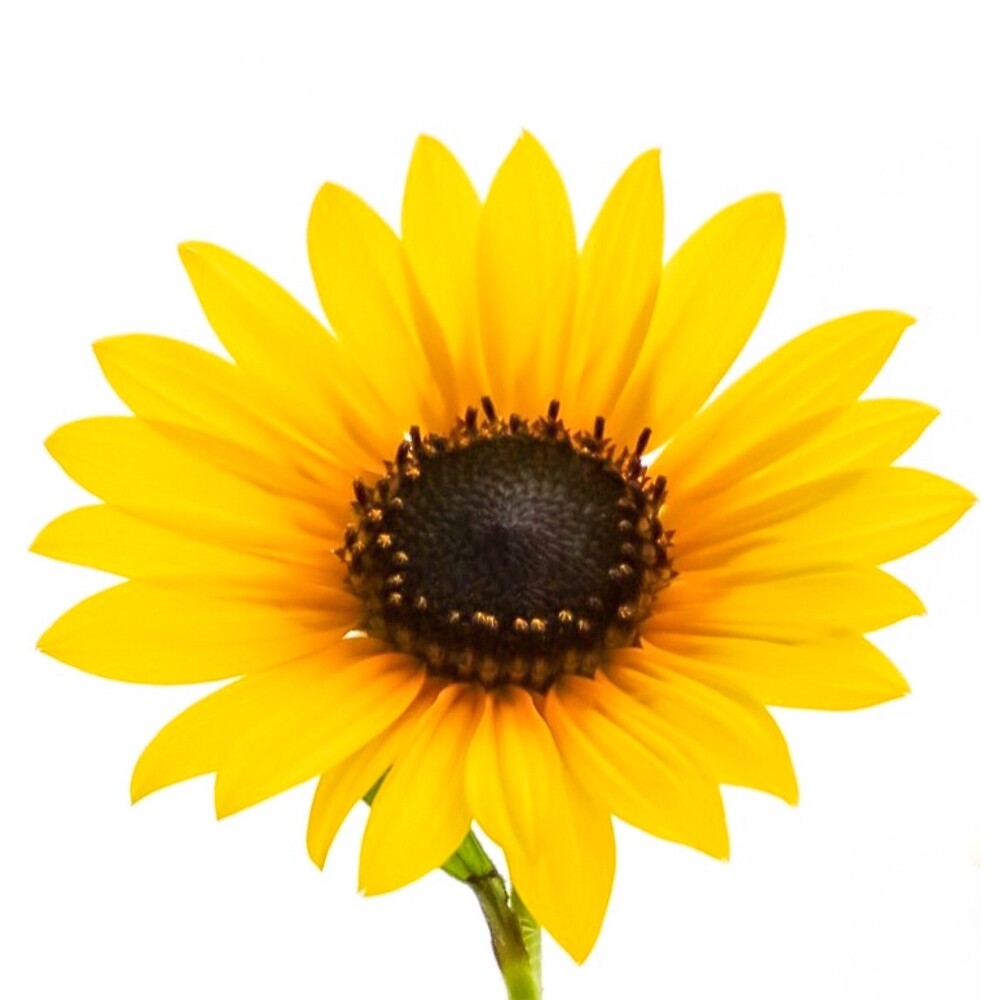 The Golden Yellow Sunflower by Jacqueline Cooper