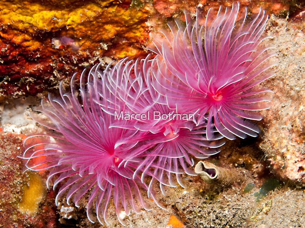 Pink Christmas Tree Worm
