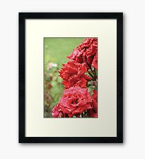 Full Bloom Framed Print