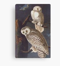Audubon Snowy Owls Canvas Print