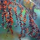 «La luz del sol en Maidenhair» de Cloudlingpics