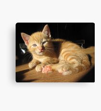 Harry Dumbledore Potter Canvas Print