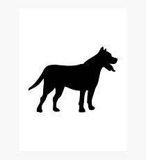 Pit bull Photographic Print