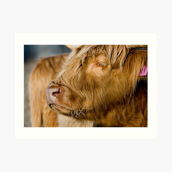 Noble Beast. Art Print