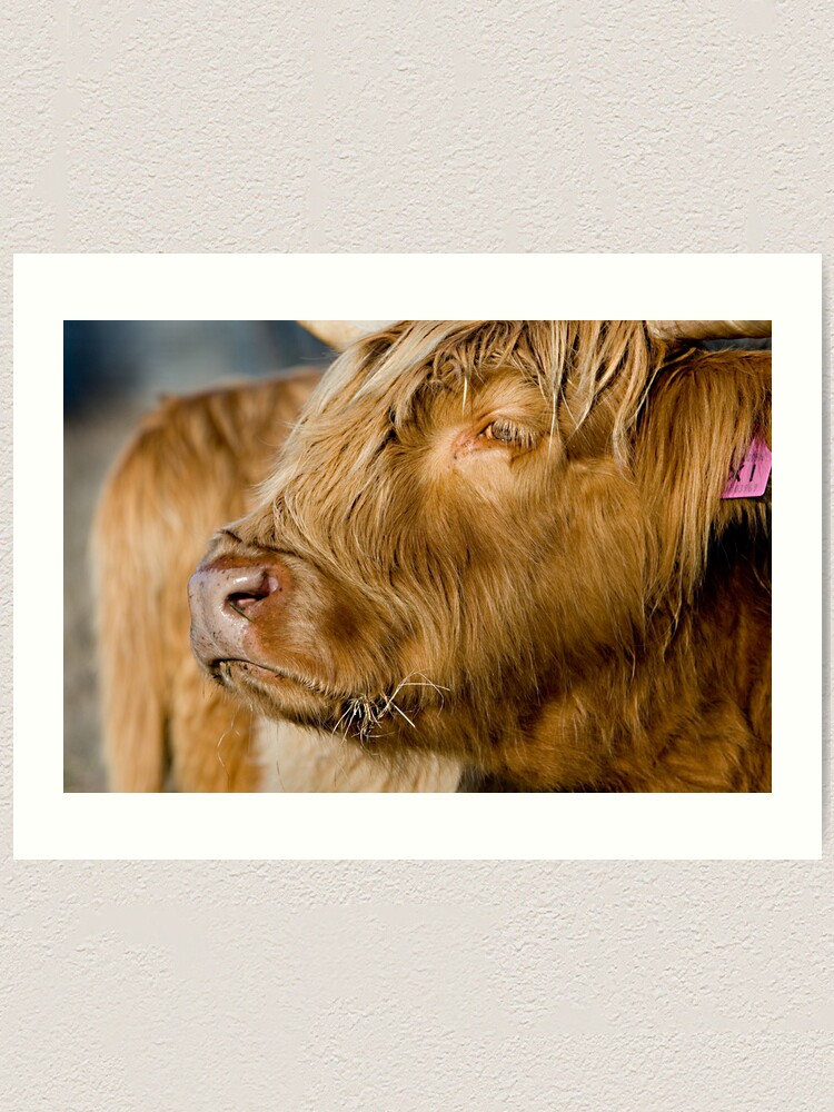 Alternate view of Noble Beast. Art Print