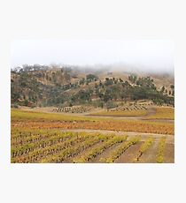 vineyard Photographic Print