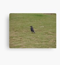 Jackdaw Canvas Print
