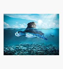 Tortoise Photographic Print