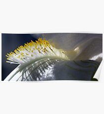 Soft Brush Poster