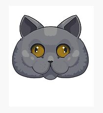 Lámina fotográfica British Shorthair