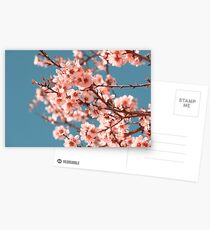 Pink Flowers Blooming Peach Tree at Spring Postcards