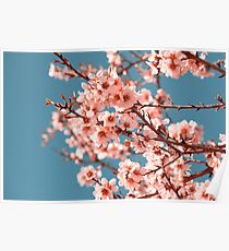 Pink Flowers Blooming Peach Tree at Spring Poster