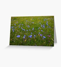 A sea of Harebells, Rossbeg, Co Donegal Greeting Card