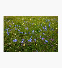 A sea of Harebells, Rossbeg, Co Donegal Photographic Print
