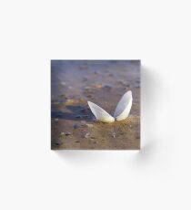 Cockle Shell in Evening light at Fahan Acrylic Block